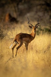 Common impala stands in grass eyeing camera