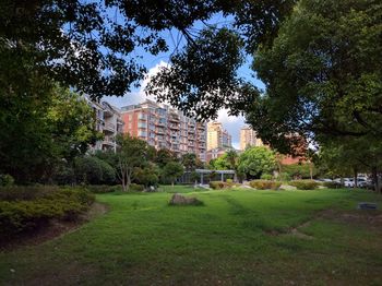 Trees in city against sky