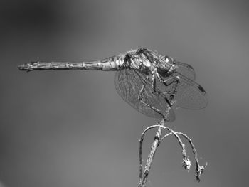 Close-up of dragonfly on twig