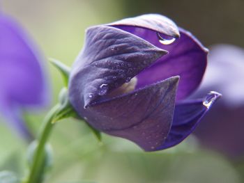 Close-up of raindrops on purple flower