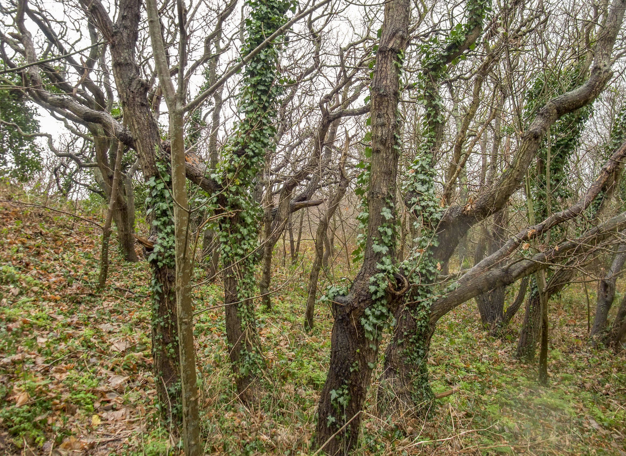 SCENIC VIEW OF FOREST