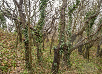 Trees in forest