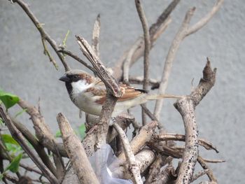 Close-up of bird perching on branch