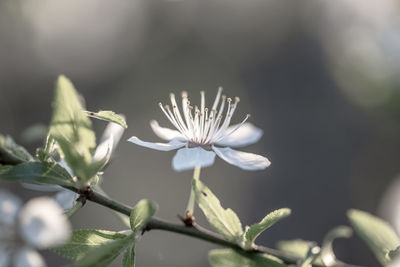 plant