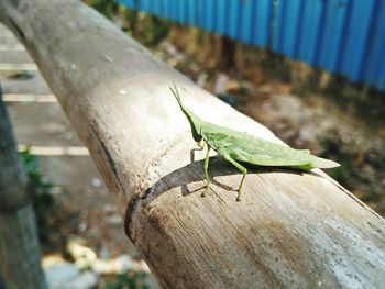 Close-up of grasshopper perching on wood