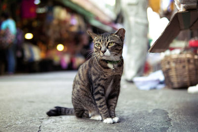 Close-up portrait of tabby cat
