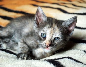 Close-up portrait of kitten relaxing on bed