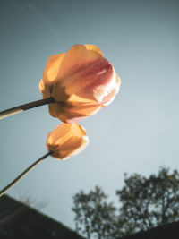 Low angle view of flowering plant against sky