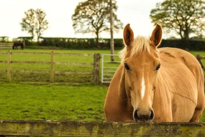 Horse in ranch