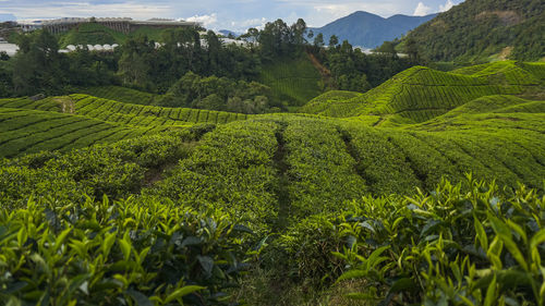 Scenic view of agricultural field