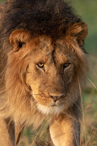 Close-up of male lion head and mane