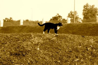 Dog walking on field against sky