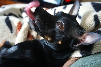 Close-up portrait of dog