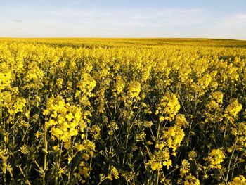 Scenic view of oilseed rape field
