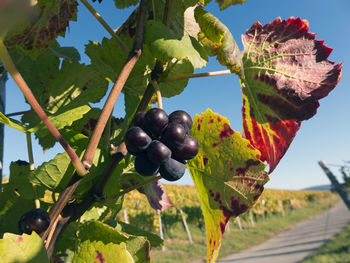 Close-up of grapes growing in vineyard