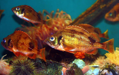 Close-up of fish swimming in tank