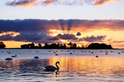 Silhouette swans swimming in lake against sky during sunset