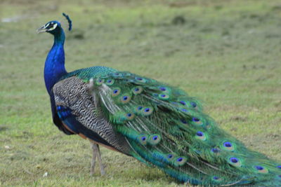 Peacock in blue sea