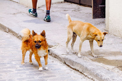 View of dogs on city street