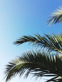 Low angle view of palm tree against sky