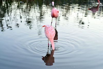 View of duck in lake