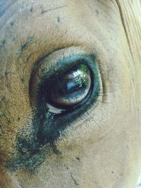 Close-up of human eye