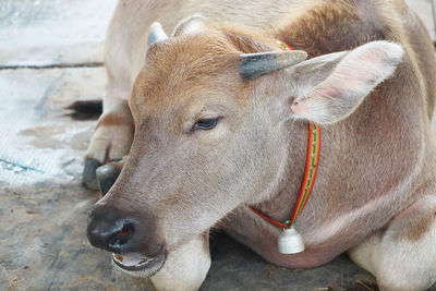 Close-up of cow