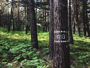 Trees in forest