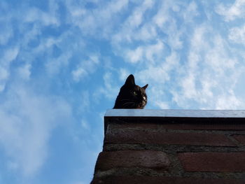 Low angle view of a cat sitting on wall