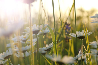 Close-up of flowering plants on field