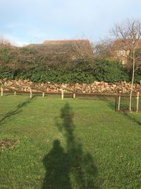 Shadow of tree on field against sky