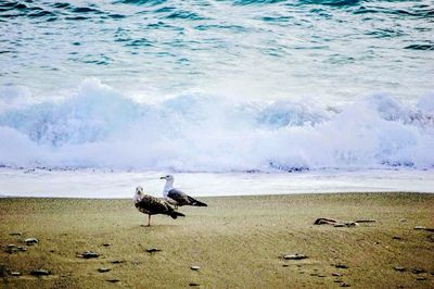 View of seagulls on beach