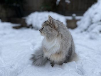 Close-up of cat on snow