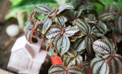 High angle view of fresh leaves on plant