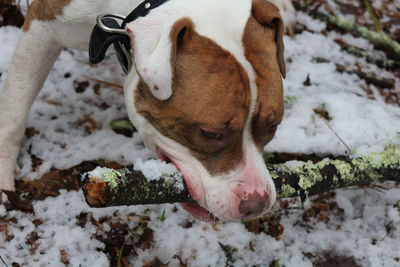 High angle view of dog on snow