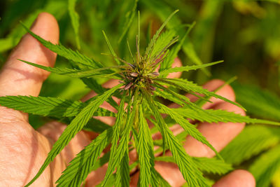 Close-up of hand holding plant