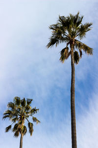 Low angle view of palm trees