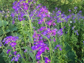 Close-up of purple flowering plants