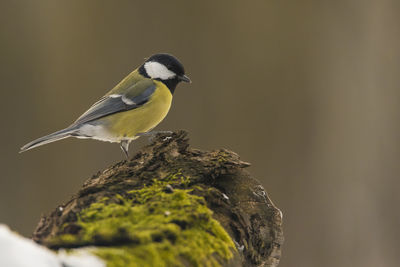 Close-up of great tit perching on wood