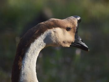 Swan goose head 