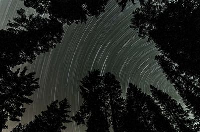 Low angle view of trees at night