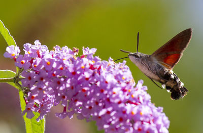 Close-up of hummingbird hawk moth pollinating buddleia flower