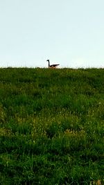 Scenic view of grassy field against cloudy sky