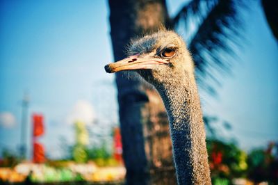 Close-up of a bird