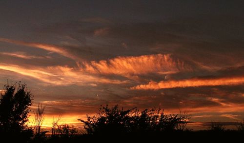 Low angle view of silhouette trees against sky at sunset