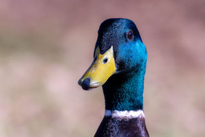 Close-up of a mallard duck.