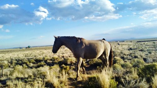 Horse standing in a field