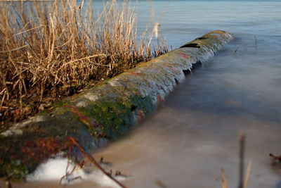 High angle view of wood in lake