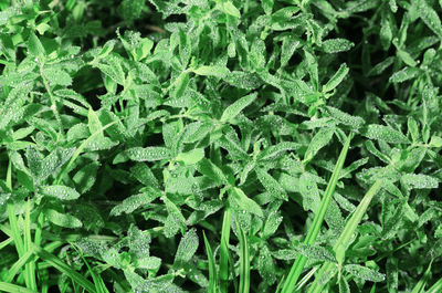 Full frame shot of plants growing on field