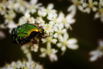 Close-up of insect on plant
